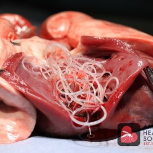 Heart infected with Heartworm Disease
