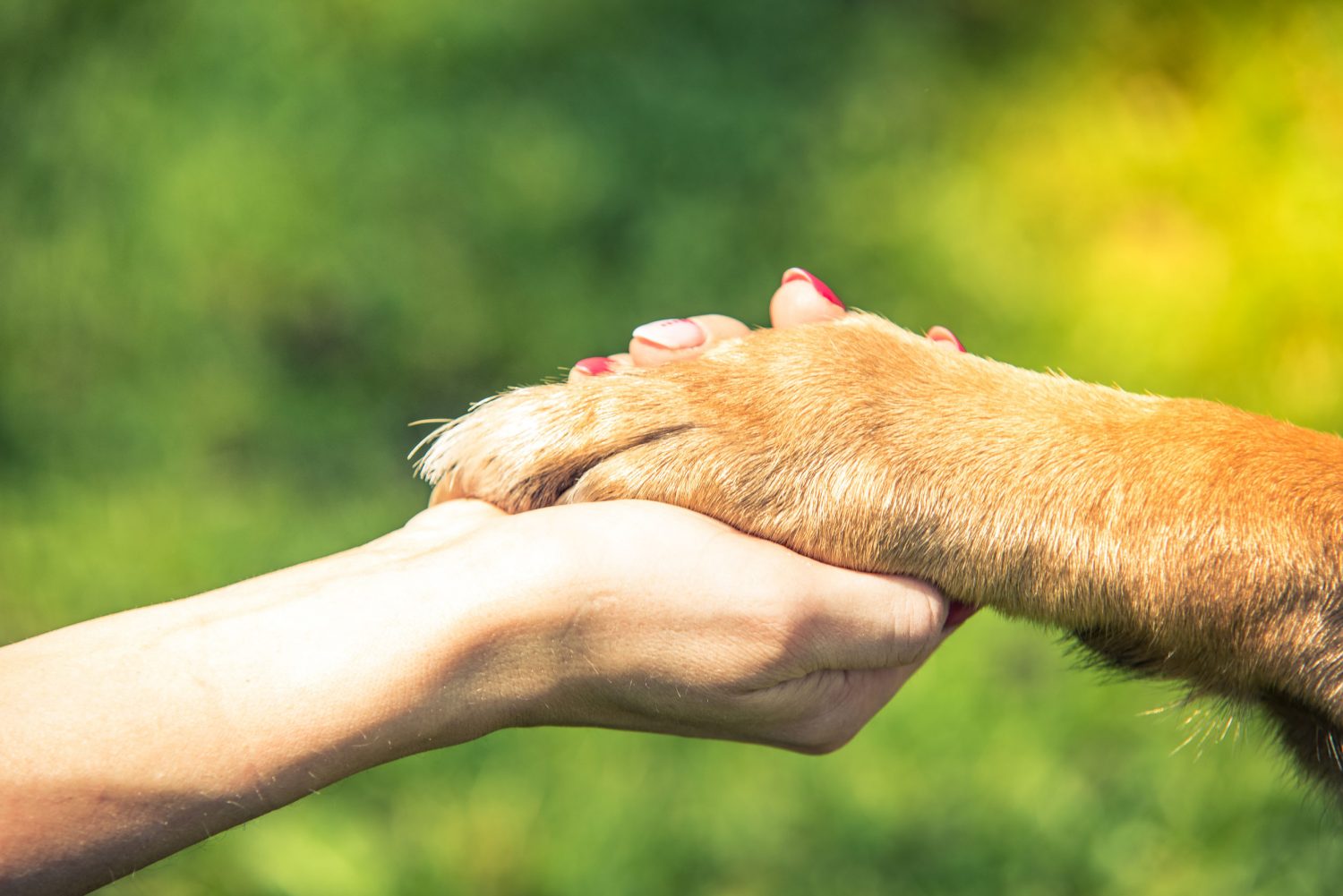 hand holding dog paw, relationship and love concept - Hill Country Animal Hospital | Hill Country Hospital