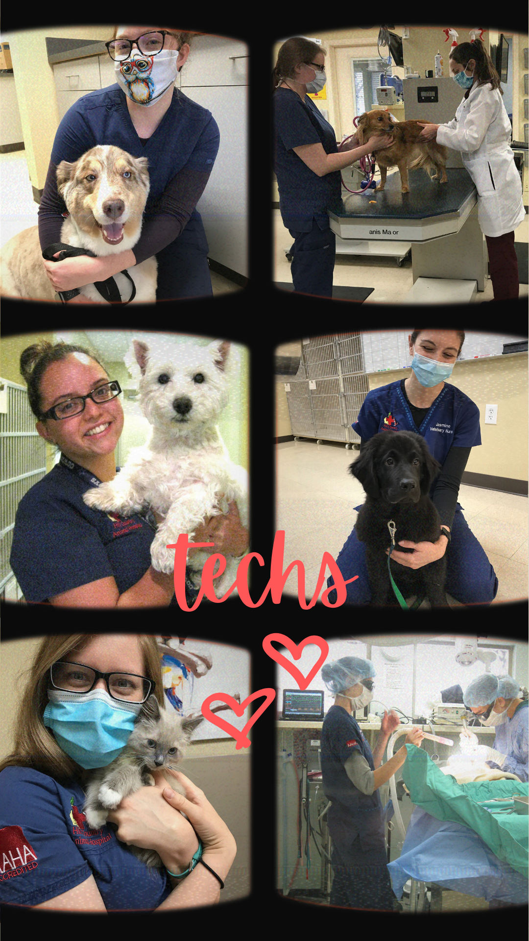 What A Vet Tech Is - Hill Country Animal Hospital | Hill Country Animal  Hospital
