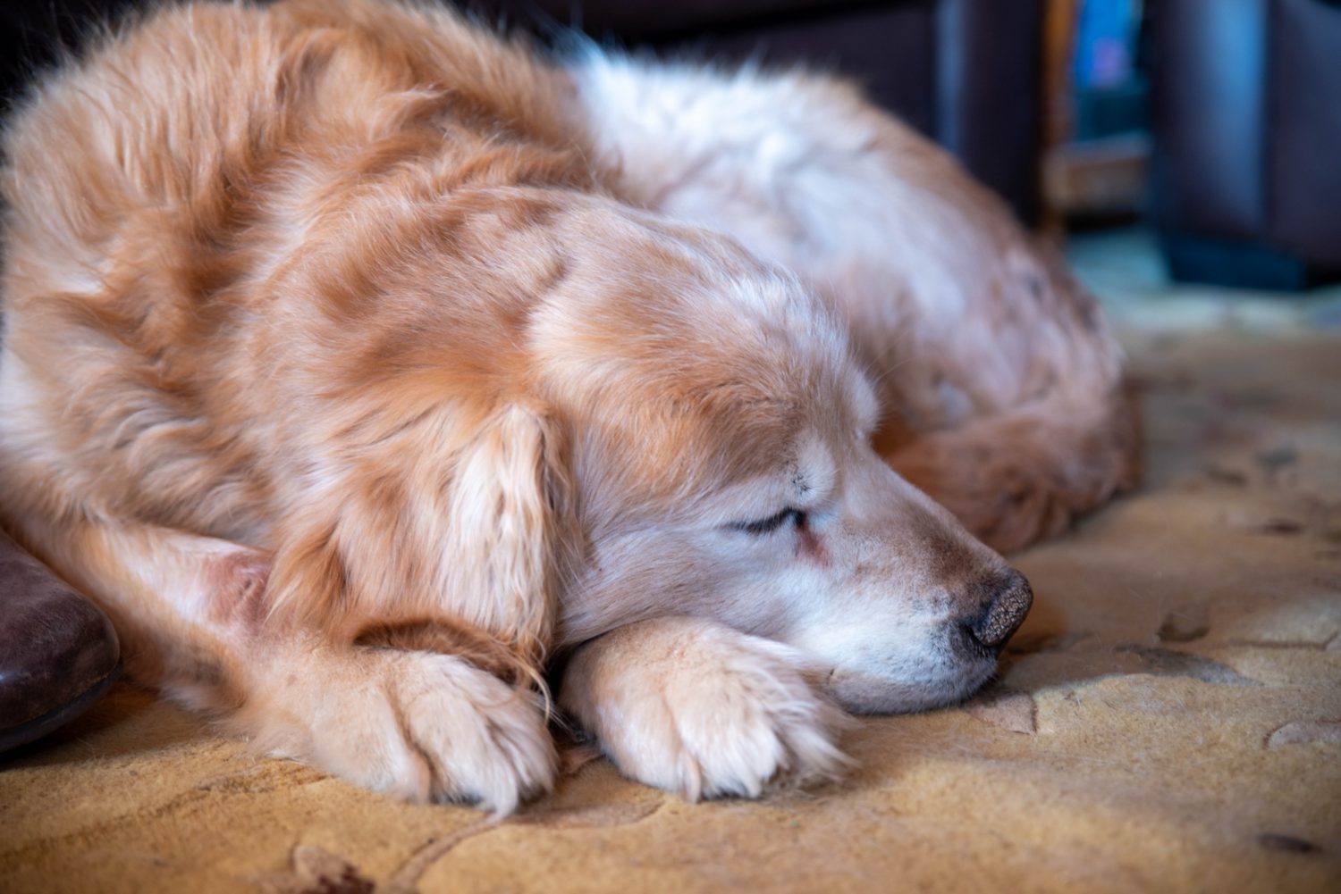 Learn to identify and treat pain in your pet.