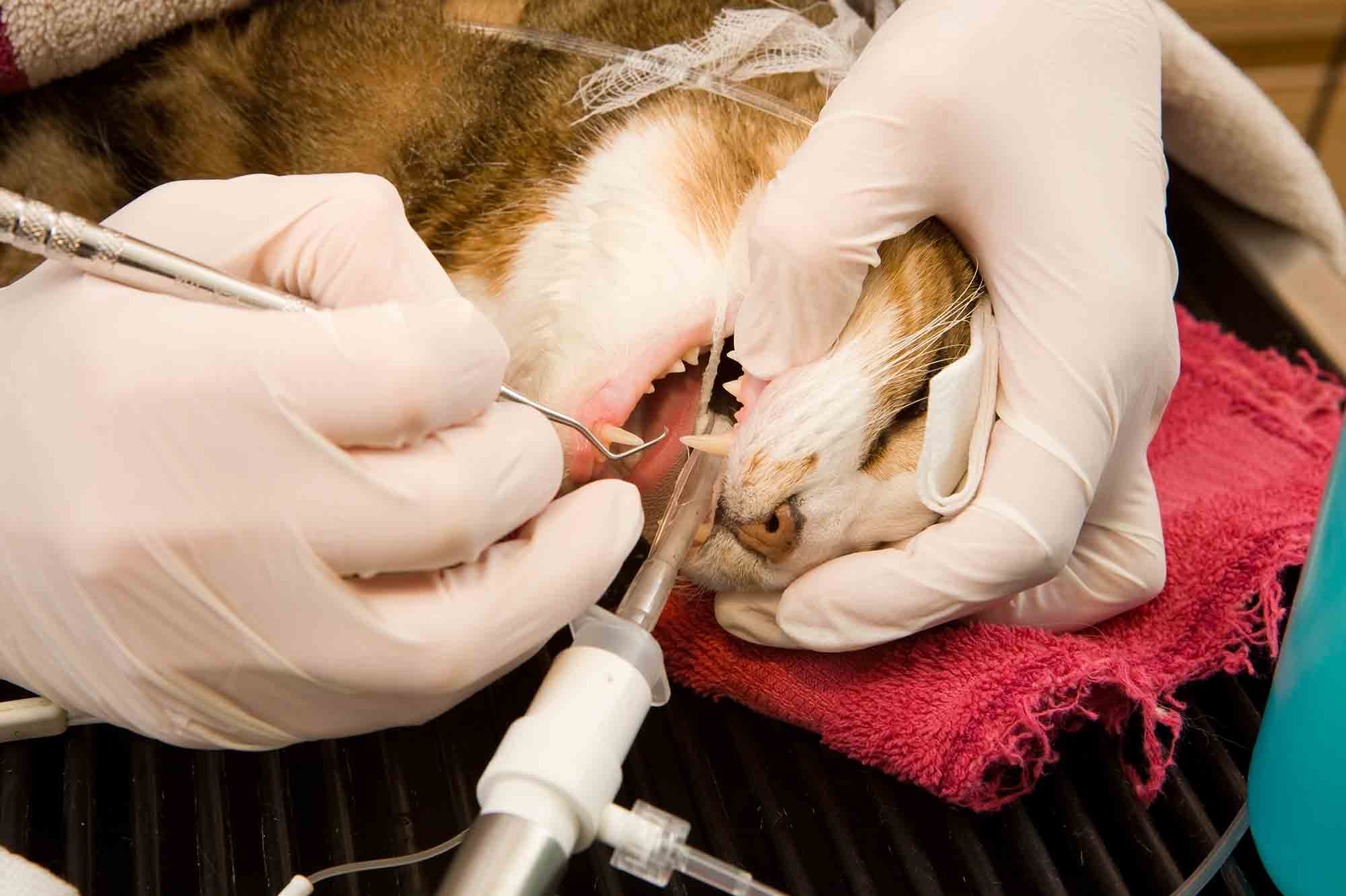 cat dental visit